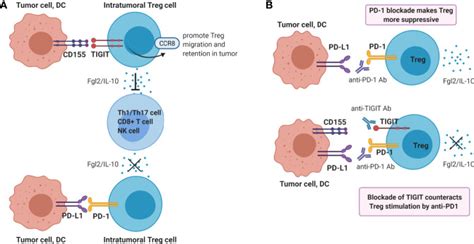 Tigit The Next Step Towards Successful Combination Immune Checkpoint