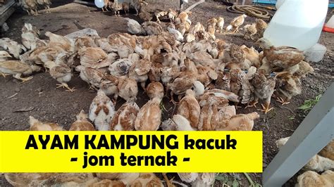 Ternakan Ayam Kampung Kacuk Bagi Anak Ayam Makan Youtube