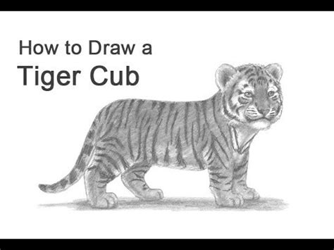 Aggregate 69 Tiger Cub Sketch Super Hot In Eteachers