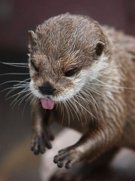 Pin By Otter Kana On Animals Otters Cute Funny Animals Baby Animals