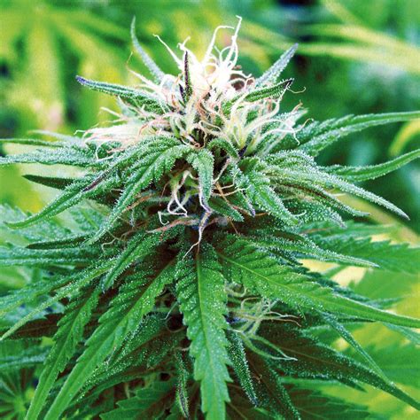 How To Choose The Best Outdoor Cannabis Strain Sensi Seeds