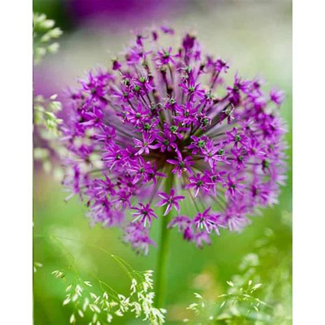 Alliums Purple Sensation Alliums Violets Bulbes De Fleurs