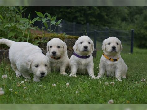 Golden retrievers park is the recognized and trusted expert in golden retrievers breeds, experts golden retrievers park actively advocates for responsible dog ownership and is dedicated to make. Golden Retriever Welpen in creme-weiss (Waischenfeld ...