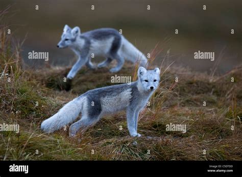 Arctic Foxes Hi Res Stock Photography And Images Alamy