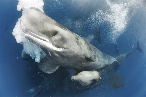 Photographing A Superpod Of Sperm Whales Atlas Obscura