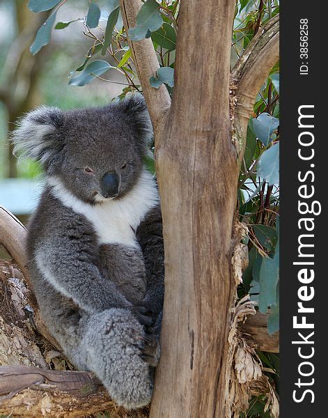 27 Sleepy Koala Bear Tree Free Stock Photos Stockfreeimages