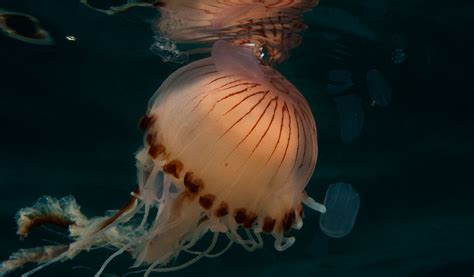 How To Snorkel Safely With Jellyfish British Sub Aqua Club