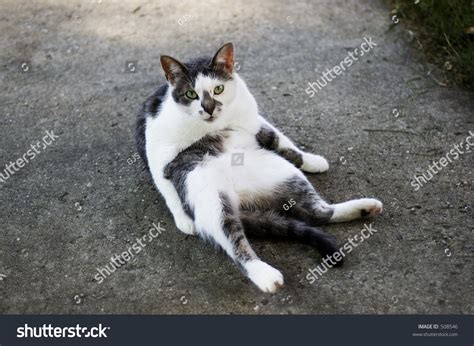 Flat Cat Doing Sit Ups Stock Photo 508546 Shutterstock