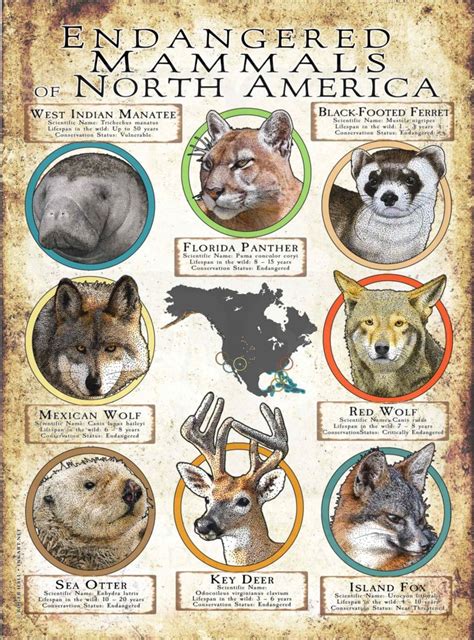 Endangered Mammals Of North America Poster Print