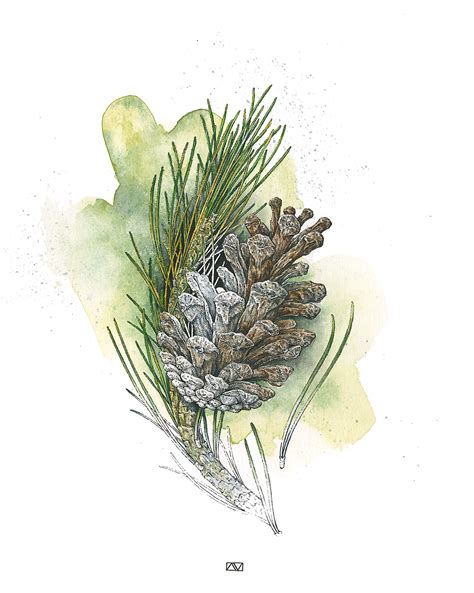 Pine Cone Illustration On Behance