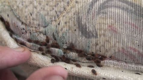 Report Knoxville Among Top Cities For Bed Bugs