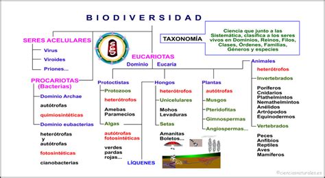 Mapa Conceptual De La Biodiversidad Gu A Paso A Paso