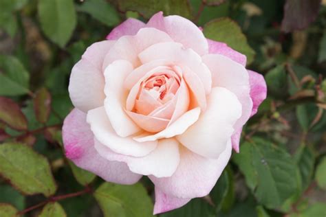 Gruss An Aachen Floribundas Old Garden Roses Rose Catalog