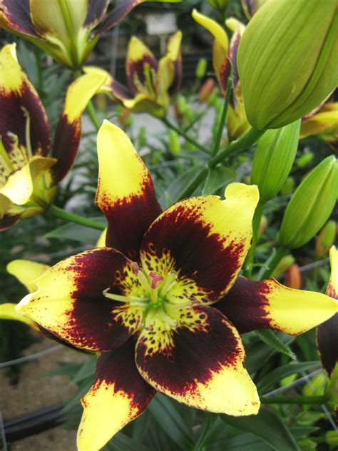 Buy Lily Bulbs Easy Dance Asiatic Lily Gold Medal Winning Harts Nursery