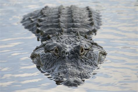 Biggest Real Alligator In The World