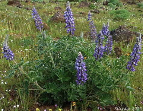 Wild lupine lupinus perennis bean family (fabaceae). Columbia Gorge Broad-leaf Lupine, Suksdorf's Lupine ...