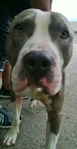 How much are pitbull puppies for sale? Purple Pitbull Puppies for Sale in Fort Collins, Colorado ...