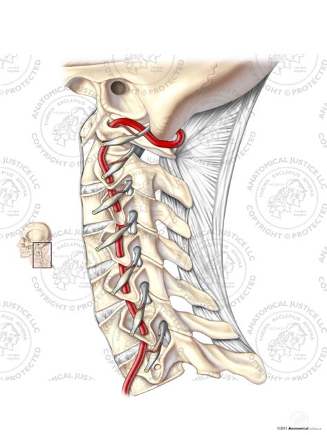 Normal Lateral Cervical Spine No Text