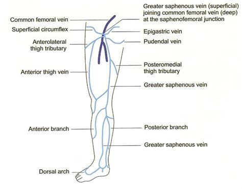 Veins Anatomy And Physiology Lab Medica Healthcare