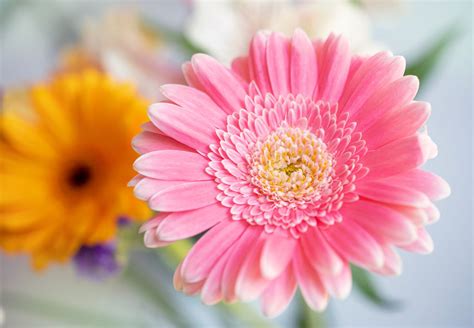 Multi Colored Daisy Flowers Home Alqu