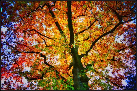 Herbstbaum Foto And Bild Landschaft Wald Goodies Bilder Auf Fotocommunity