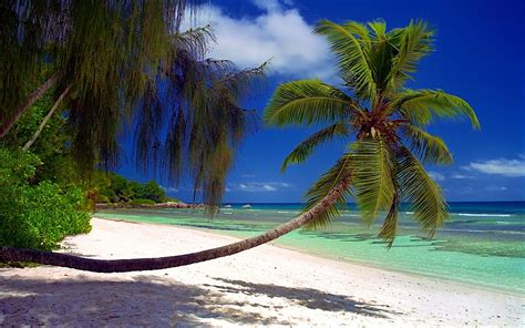 Nature Landscape Beach Palm Trees Sea Shrubs Sand