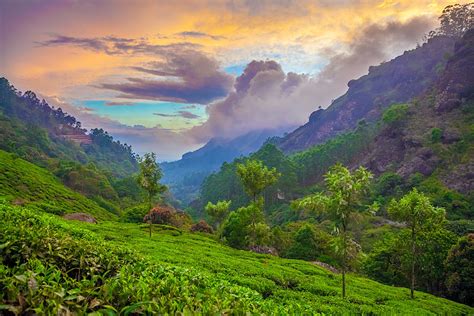Munnar Travel Kerala India Lonely Planet