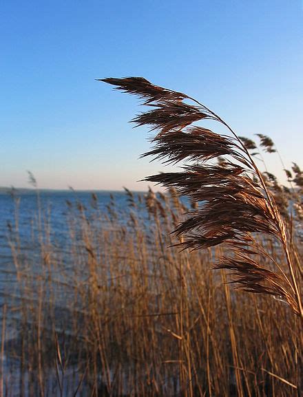 What Is Water Reed Stevens Master Thatchers Ltd