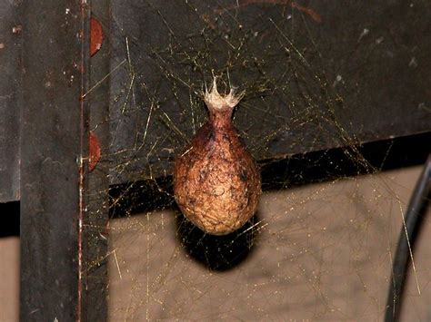 Garden Spider Egg Sack A Photo On Flickriver