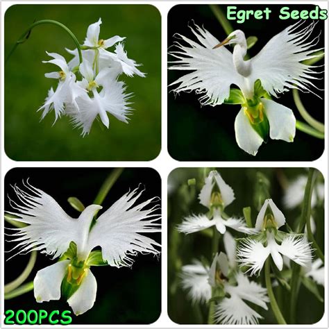 Japanese Egret Flowers Seeds White Egret Orchid Seeds Radiata Rare