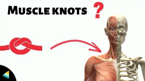 Muscle Knots Explained Why Do We Get Muscle Knots Youtube Muscle Knots Muscle Head Massage