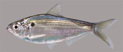 Threadfin Shad Discover Fishes