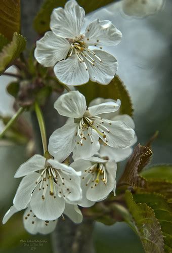 Hdr Bing Cherry Blossoms Hdr High Dynamic Range Of The Flickr