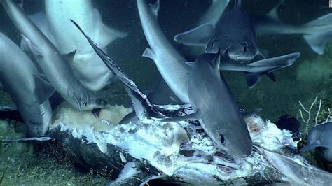 A Shark Was Swallowed Whole During A Rarely Seen Deep Sea Feast Cnn