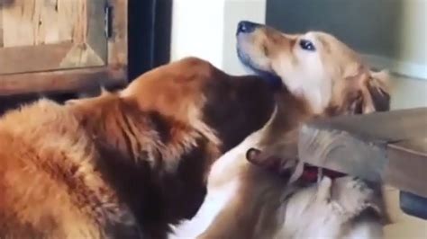 Golden Retriever Lovingly Kisses His Doggy Best Friend Youtube