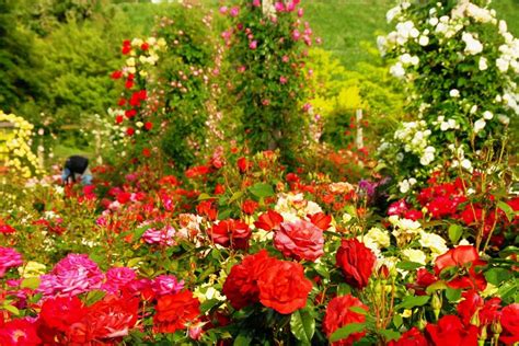 65 Types Of Roses With Basic Information And Pictures