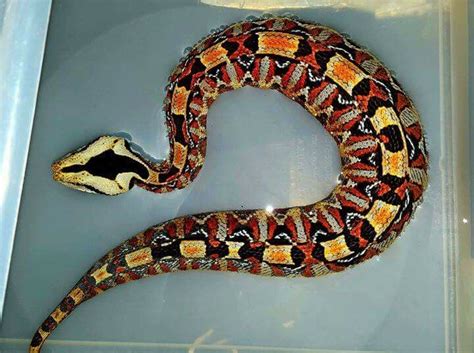 Gambino Viper Hybrid Viper Snake Snake Venom Cute Reptiles Reptiles