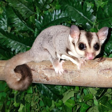 Is A Sugar Glider Best Sugar Glider Cages For Sale Large And Small