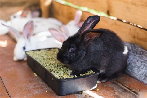 15 Interesting Facts About Rabbits Every Bunny Welcome