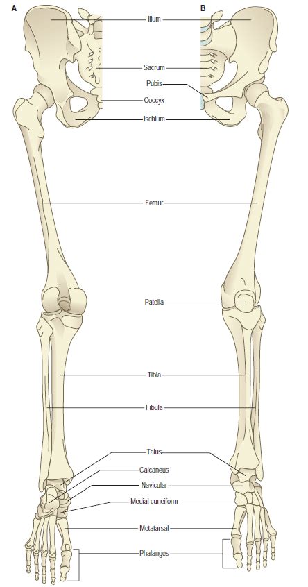 Lower Limb Bones Anatomy Ppt Vohra Limb Faculty Ksu Bocbanwasung