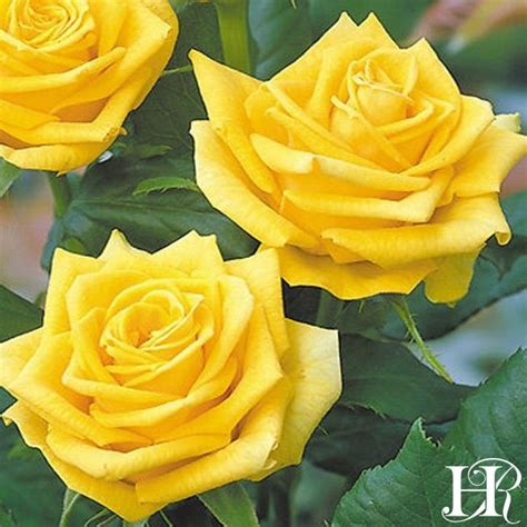 Fragrant Gold Hybrid Tea Roses Tea Roses Yellow Roses