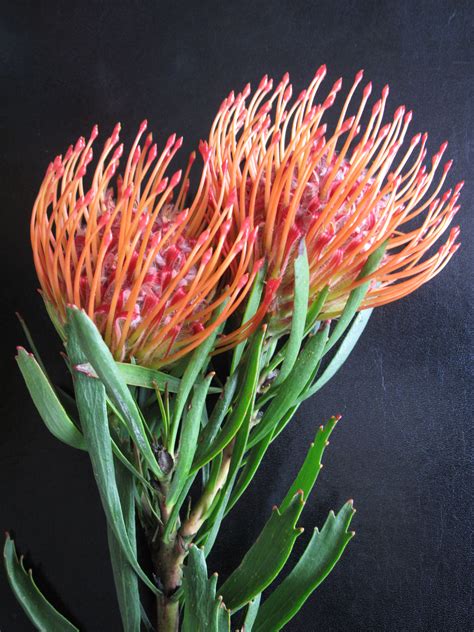 Pincushion Protea Protea Flower Australian Native Flowers
