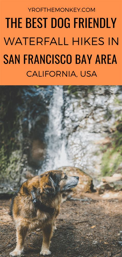 3 Dog Friendly Waterfall Hikes In The Bay Area That You Must Explore
