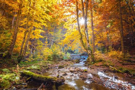 Autumn In Wild Forest Vibrantl Forest Trees And Fast River With