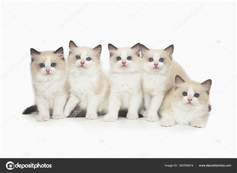Five Cute White Ragdoll Kitten On White Background