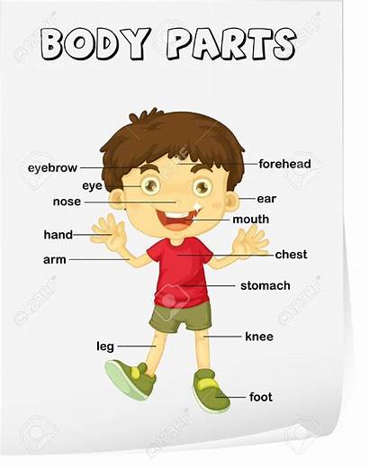 Body Vocabulary Parts Worksheet Clipart Face Illustration