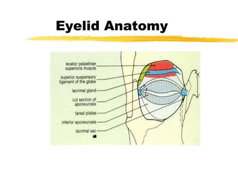 Lecture1 Anatomy Of The Eye Ppt