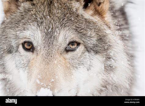 Captive Close Up Of The Face Of A Female Tundra Wolf Alaska Wildlife