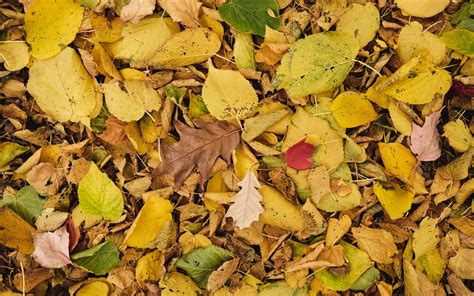 Download Wallpaper 3840x2400 Leaves Autumn Dry Yellow 4k Ultra Hd 16