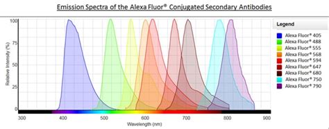 Alexa Fluor 488荧光alpha Smooth Muscle Actin抗体 1a4 Abcam中文官网